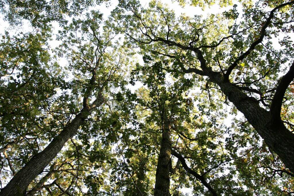 Vy från marken mot toppen av höga träd med gröna löv och solljus genom grenarna.