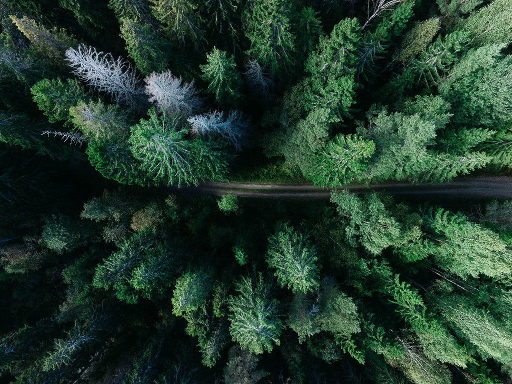 Flygfoto över en skog med barrträd och en smal väg som går genom mitten.